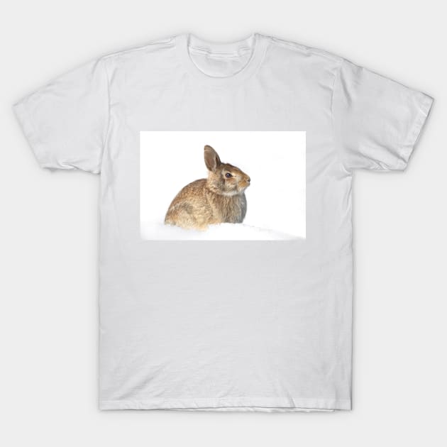 Eastern Cottontail T-Shirt by Jim Cumming